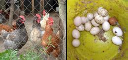 Chickens and eggs