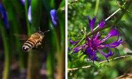 Honey Production