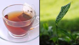 tea cup & tea leaf