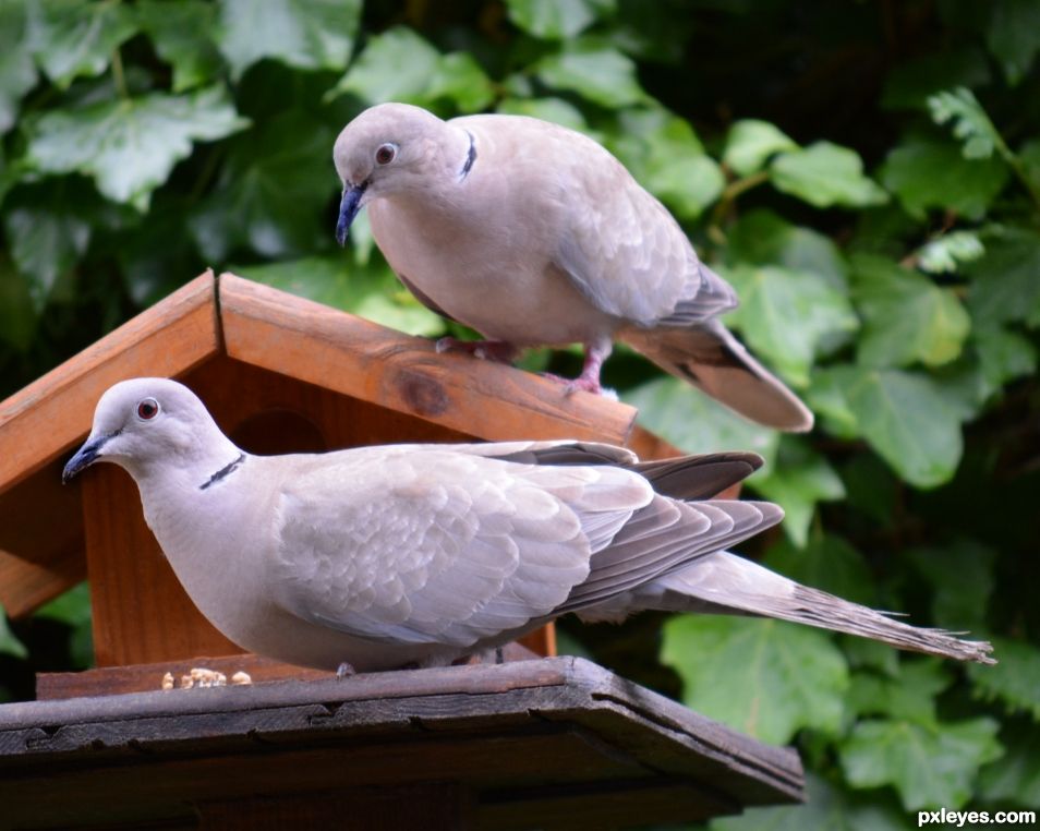 Morning visitors