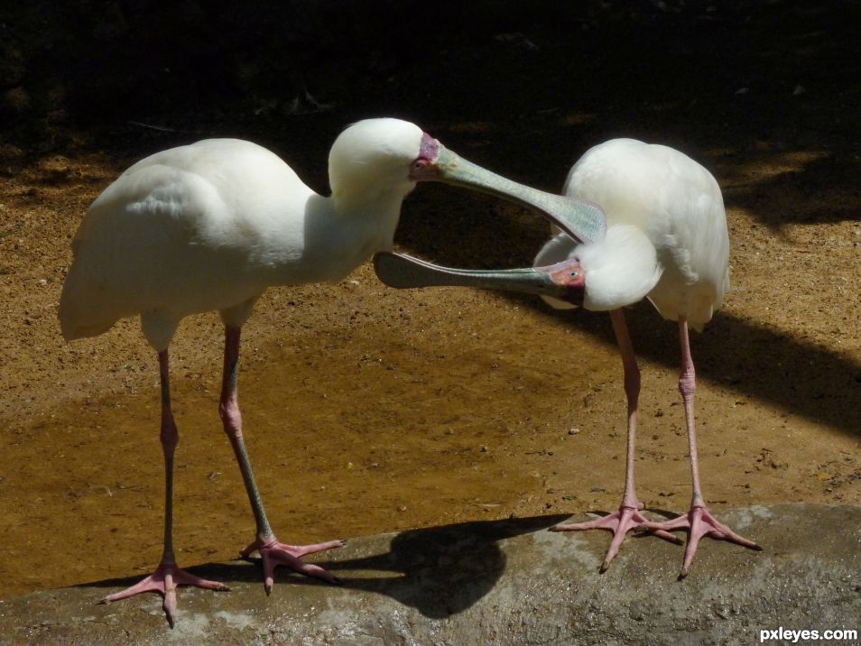 Two African Spoonbill