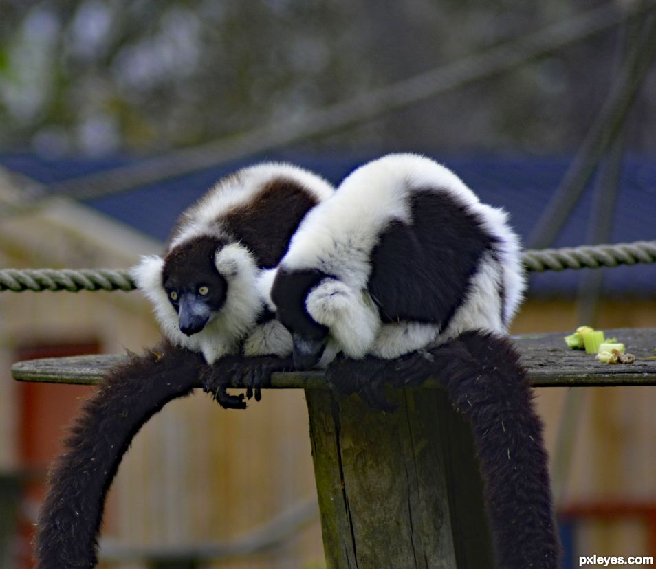 Lemurs