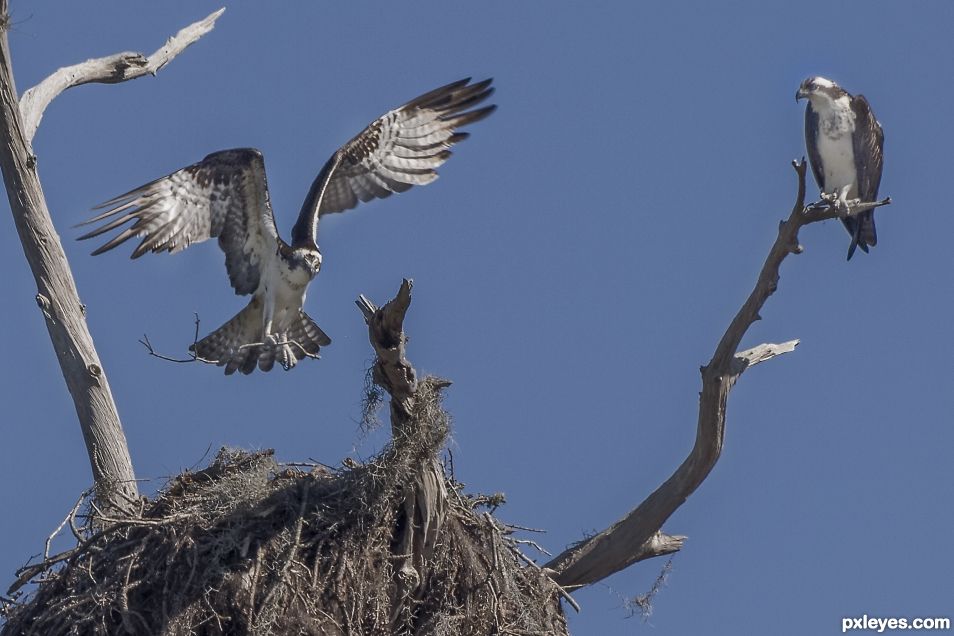 Ospreys preparing a nest