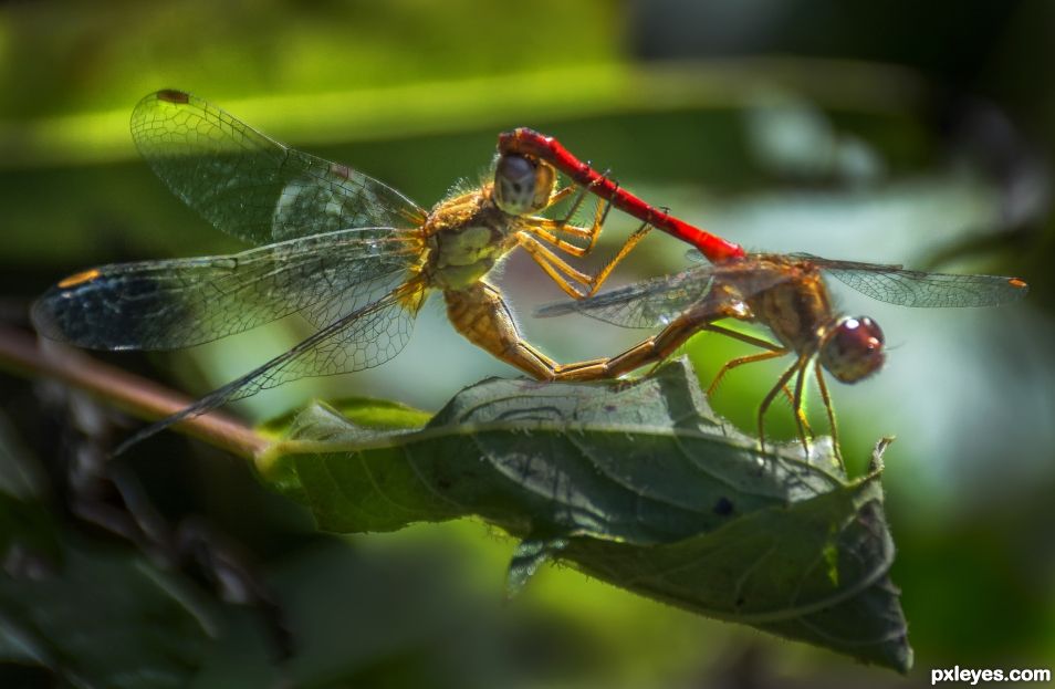 Mating Dragonflies