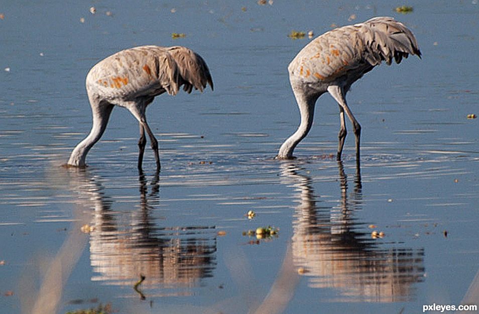 Feeding Sandhill Cranes