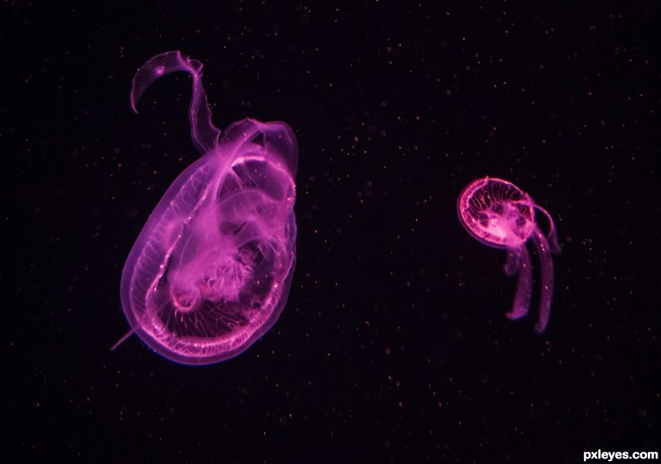a pair of jellyfish