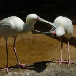 TwoAfricanSpoonbill