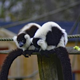 Lemurs