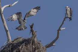 Ospreys preparing a nest