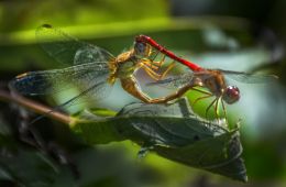 Mating Dragonflies