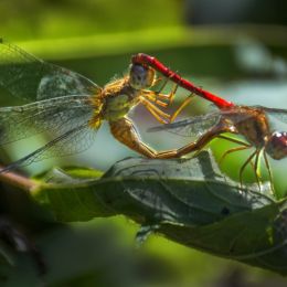 MatingDragonflies