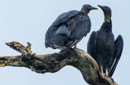 Black Vultures