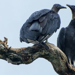 BlackVultures