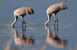 Feeding Sandhill Cranes