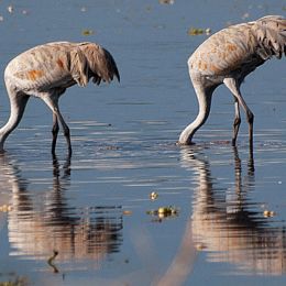 FeedingSandhillCranes