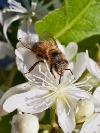 Flowers and Bees