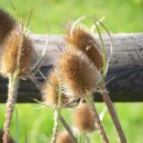 thistles source image