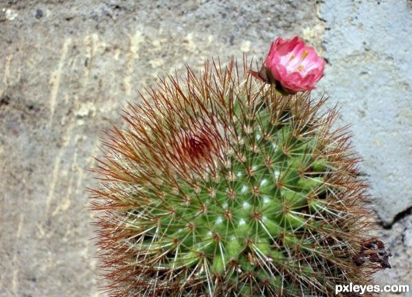 Cactus plant