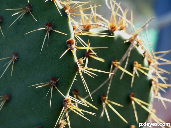 cactus thorns 