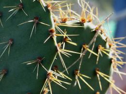 cactus thorns 