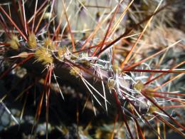 Purple Prickly Pear