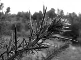 Gorse