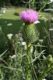 Bull Thistle