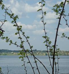 Naturalfence