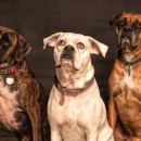 three dogs photoshop contest