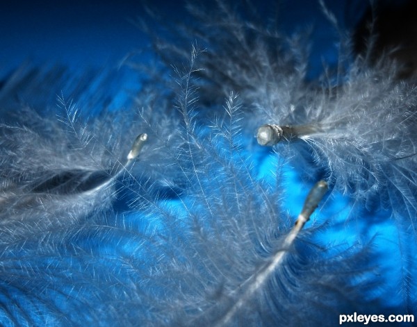 Preening feathers