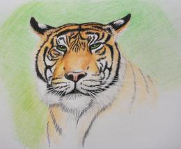 A Tiger