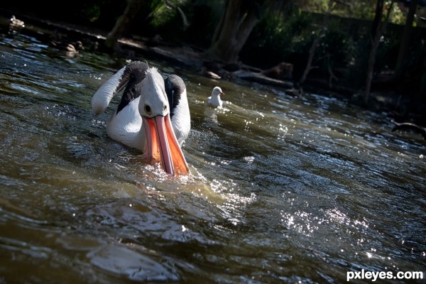 Pelican on a slope