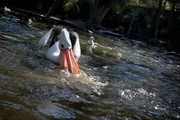 Pelican on a slope