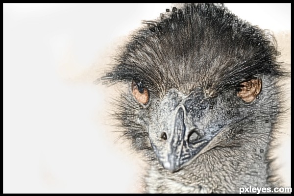 Emu