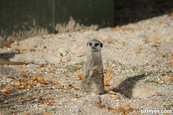 Creation of Baby Meerkat: Step 1