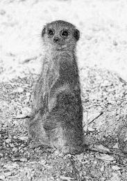 Baby Meerkat