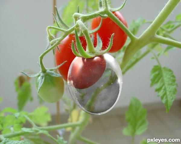 Creation of CRISTAL TOMATO: Final Result