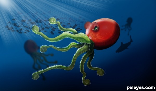 Octopus Tomato