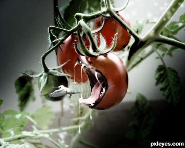 crazy tomatos photoshop picture)