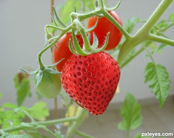 Creation of strawberry: Step 2