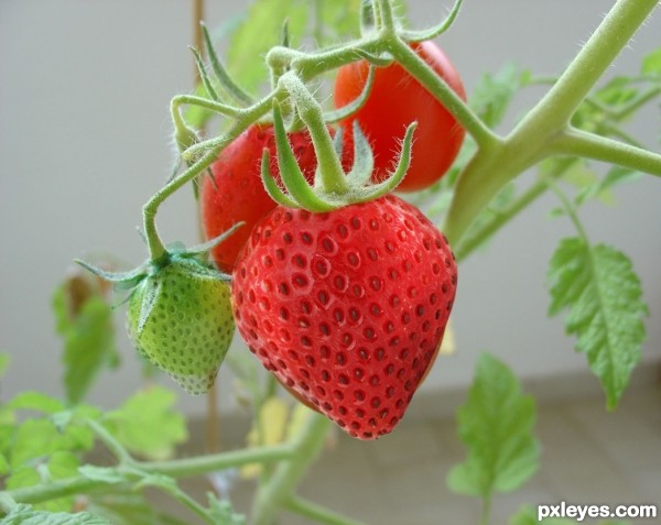 Creation of strawberry: Step 3