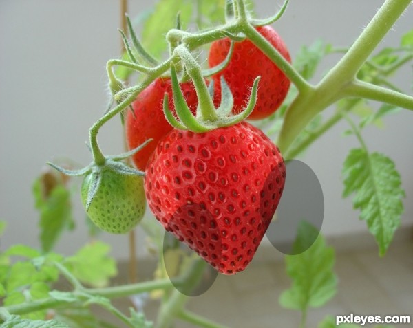 Creation of strawberry: Step 6
