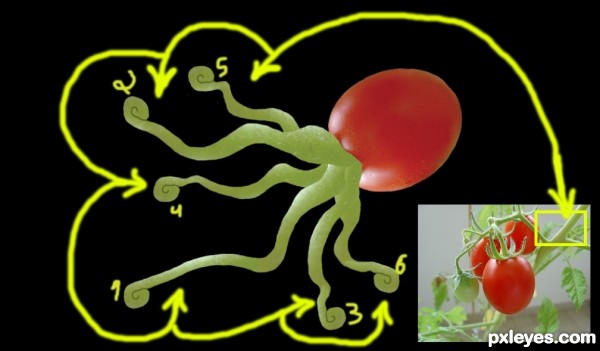 Creation of Octopus Tomato: Step 2