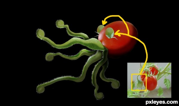 Creation of Octopus Tomato: Step 3