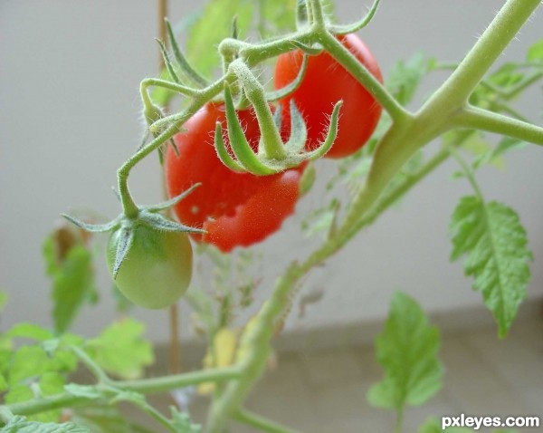 Creation of CRISTAL TOMATO: Step 2