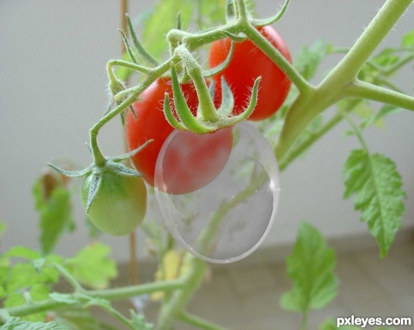 Creation of CRISTAL TOMATO: Step 8