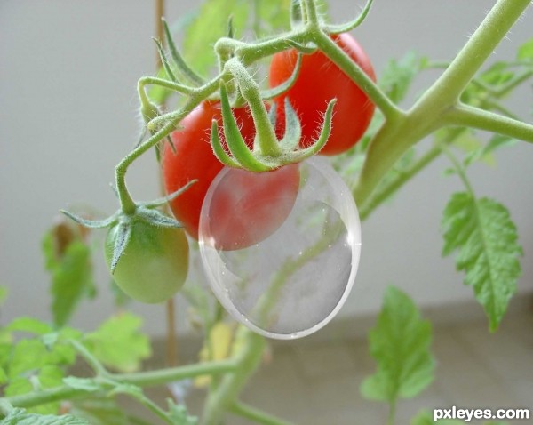 Creation of CRISTAL TOMATO: Step 9