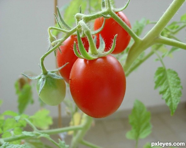 Creation of CRISTAL TOMATO: Step 10