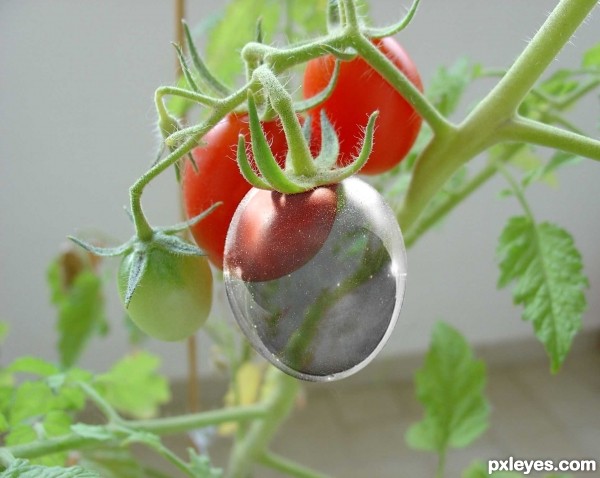 Creation of CRISTAL TOMATO: Step 12