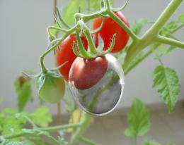 CRISTAL TOMATO